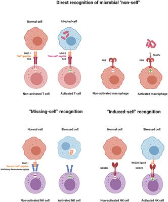 NK Cell Development in Times of Innate Lymphoid Cell Diversity